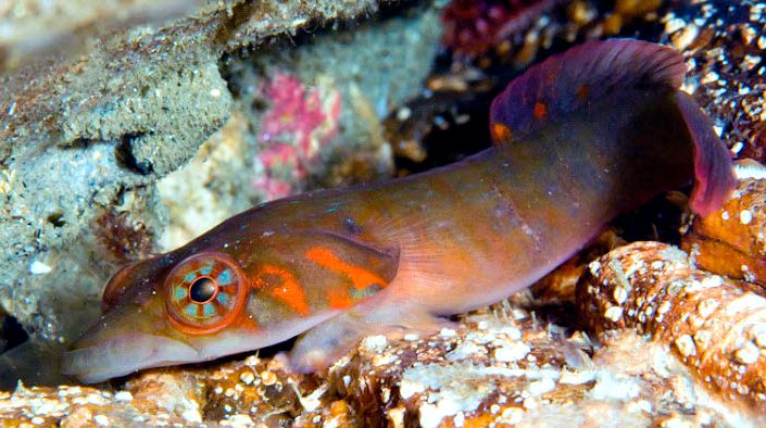 Lepadogaster candolii_02